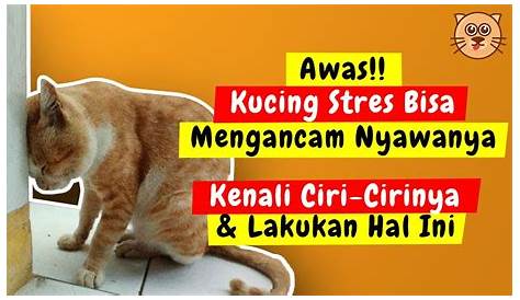 10 Ciri-Ciri Kucing Stres & Cara Mengatasi dengan Segera | PintarPet