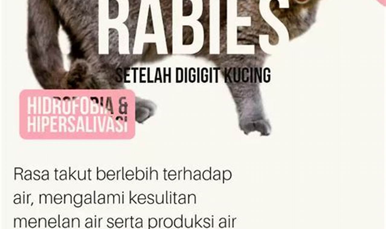 Ciri-ciri Rabies pada Manusia Akibat Gigitan Kucing: Kenali Gejalanya