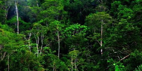Gambar Bioma Hutan Hujan Tropis AR Production