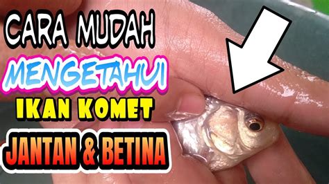 Ciri Ikan Komet Jantan: Temukan Rahasia Membedakannya!