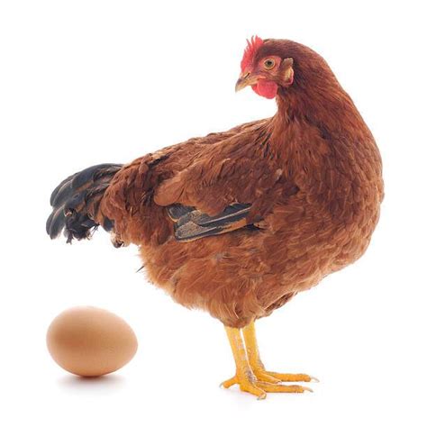 Ciri-ciri Ayam Petelur untuk Produksi Telur yang Lebih Cepat