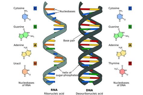 Berikut Adalah Ciri-Ciri DNA Dan RNA