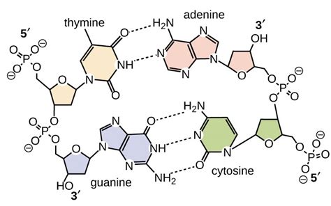 Pengertian, Struktur, Fungsi dan Replikasi DNA