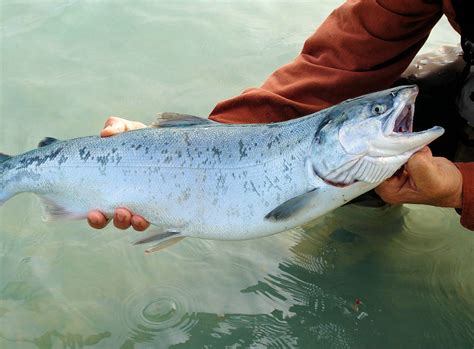 Manfaat Ikan Salmon Untuk Kesehatan Manusia Cairo Food
