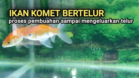 Ungkap Rahasia Ciri Ikan Komet Bertelur untuk Pecinta Ikan Sejati