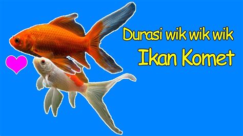 Rahasia Ikan Komet Kawin Terungkap: Panduan Memikat untuk Para Penghobi!