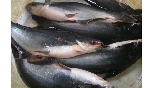 Ciri Morfologi Ikan Patin: Keunikan dan Keistimewaan dari Ikan Tawar Bernama Latin Pangasius Hypophthalmus