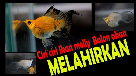 Membedakan ikan molly jantan dan betina berikut ciri ciri ikan molly jantan dan betina YouTube