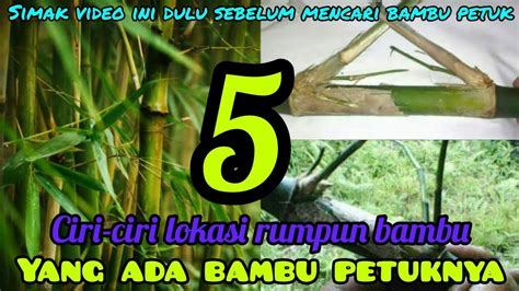 ciri-ciri bambu petuk