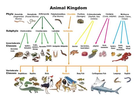 Ciri-Ciri Hewan Animalia: Mengenal Lebih Dekat Kingdom Hewan