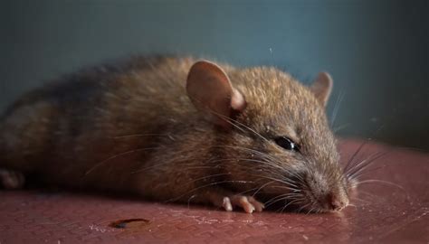 ciri-ciri tikus di rumah