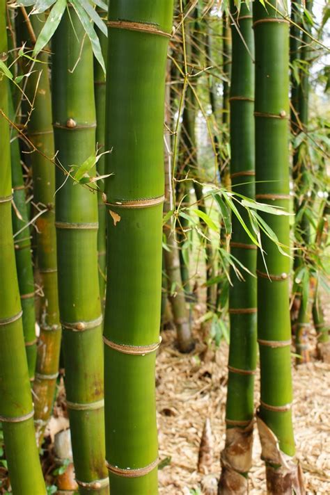 Ciri – Ciri Bahan Bambu