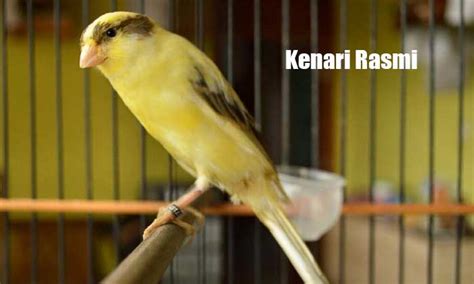 KENARI AF PINK BIRD FARM