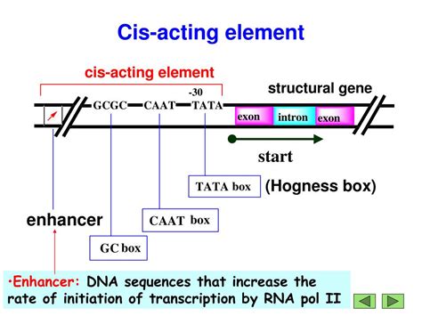 cis and trans acting elements in eukaryotes