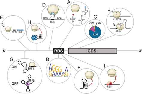cis vs trans acting regulatory elements
