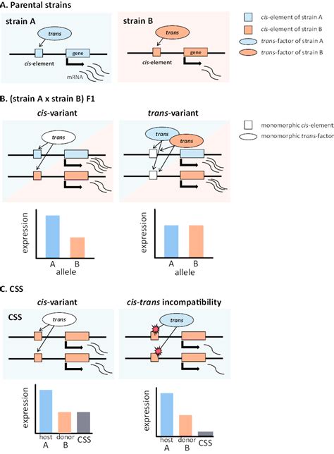cis vs trans regulatory elements