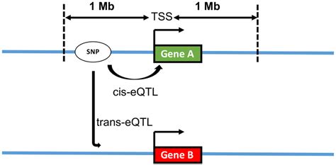 cis-protein quantitative trait loci