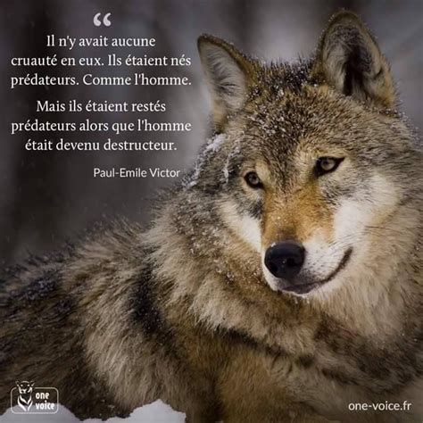 citation avec loup