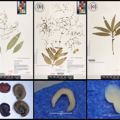 Cite Herbarium Specimens