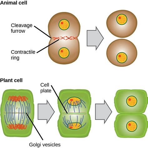 Diagrama de la citocinesis en una célula animal, mostrando la formación del surco de segmentación
