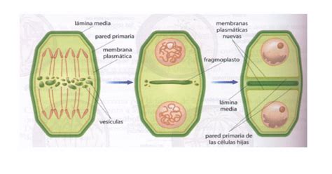 Diagrama de la citocinesis en una célula vegetal, mostrando la formación del fragmoplasto y la deposición de la pared celular