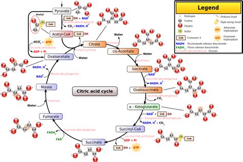 Citric Acid Cycle Printable Map