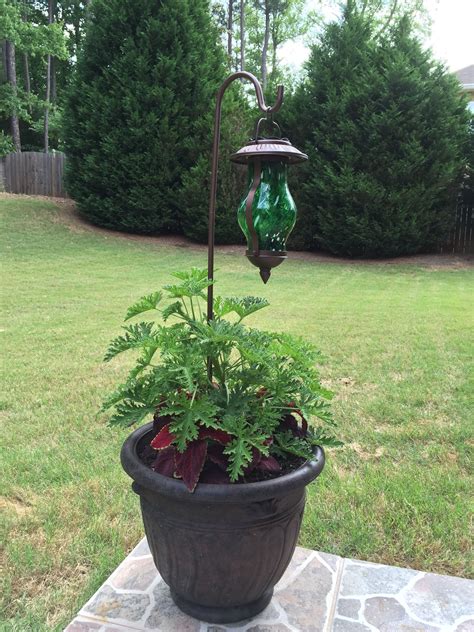 Here's our citronella plant. It's the plant that they infuse into bug