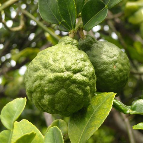 citrus bergamot trees for sale