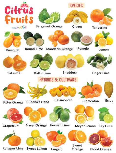 Citrus Fruits Names