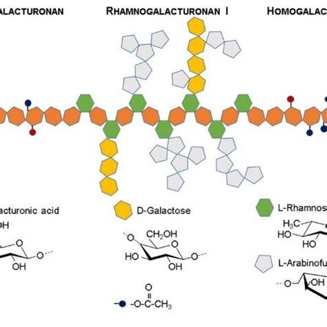 Citrus Pectin Structure