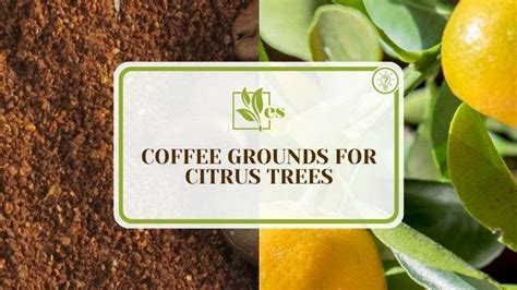 citrus tree coffee grounds