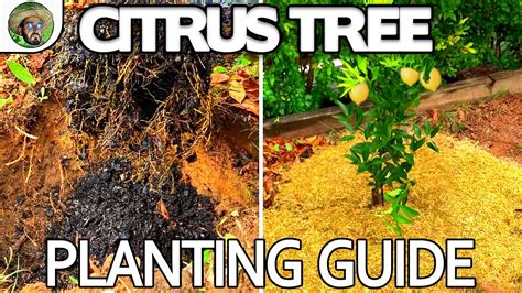 citrus tree planting guide