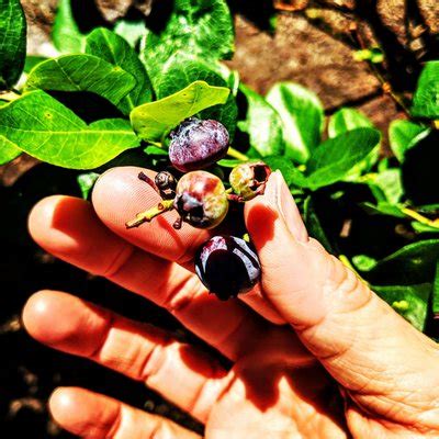 claire berries blueberry farm