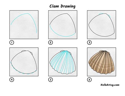 Clam How To Draw