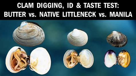 Clam Taste Description
