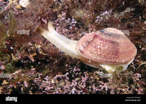 Clam Using Its Foot