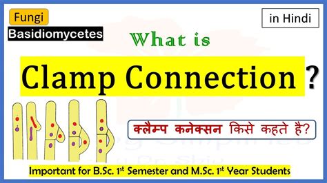 Clamp Connection Is Found In Which Algae