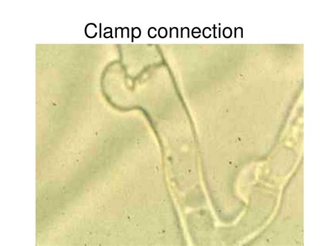 Clamp Connection Mushroom