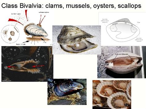 Clams Class Phylum