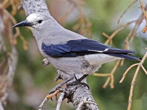 Clark's Nutcracker Meaning