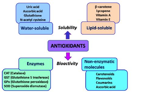 Classes Of Antioxidants With Examples