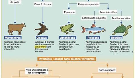 La classification des animaux | Classification des animaux, Science