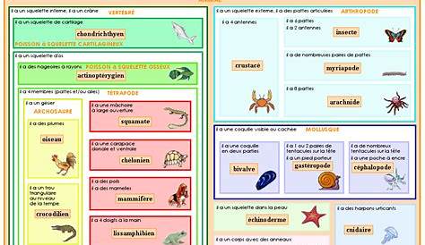 Affiches classification des animaux