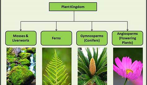 Plant Classification Types Of Plants Plant Classification Teaching Plants Plant Science
