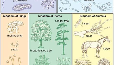 Classification Of Plants And Animals Kingdom Pdf The Animal Contains Many Phyla Some Them Are Vertebrates Arthropods Annelids Molluscs Nematodes Biology Lessons Biology Notes Science Biology