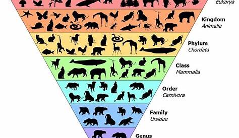 Classification Of Plants And Animals Wikipedia Nature Zoology Mammals