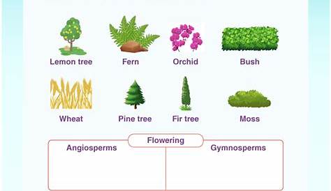 Classification Of Plants Plants Education Plants Worksheets Plant Classification