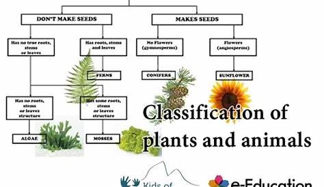 Classification Of Plants And Animals Plant Biology Notes Concept Map