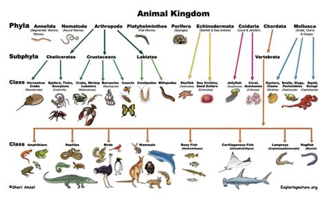 Classification Chart Of Living Things