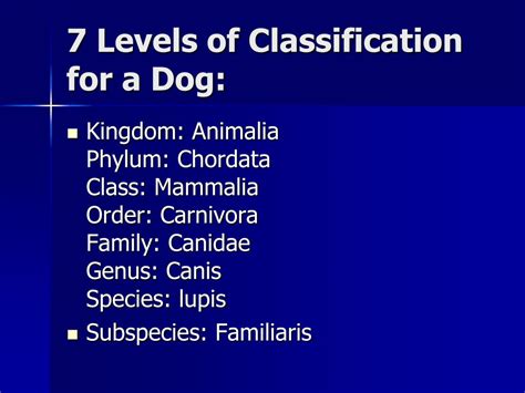 classification dog